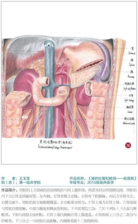 厲害了遵義醫科大學學生手繪人體解剖圖堪比印刷