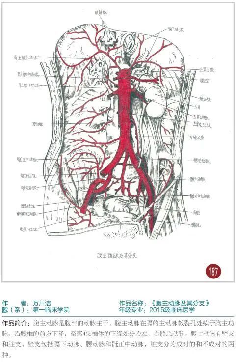 厲害了遵義醫科大學學生手繪人體解剖圖堪比印刷