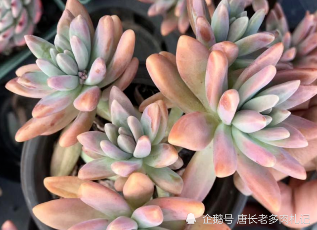 多肉秋丽掉叶片拔出来看根系却长得很好是什么原因造成的呢