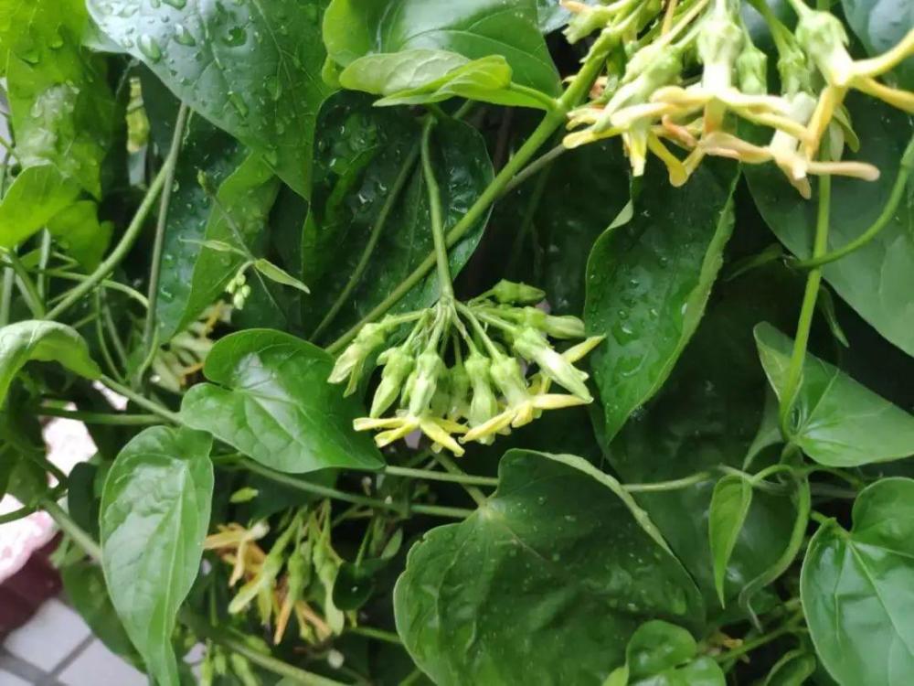 冬天不落叶:毛鹃(北方也落叶),春鹃,夏鹃,西洋鹃,绣球(北方有落叶情况