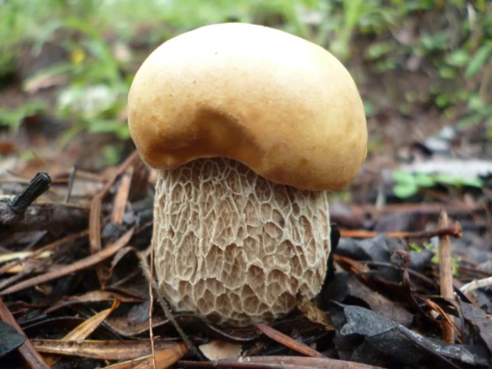 【关注】云南安排3500万元资金发展食用菌产业!如何申报