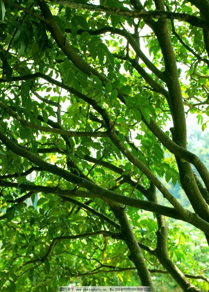 知否 知否 应是绿肥红瘦