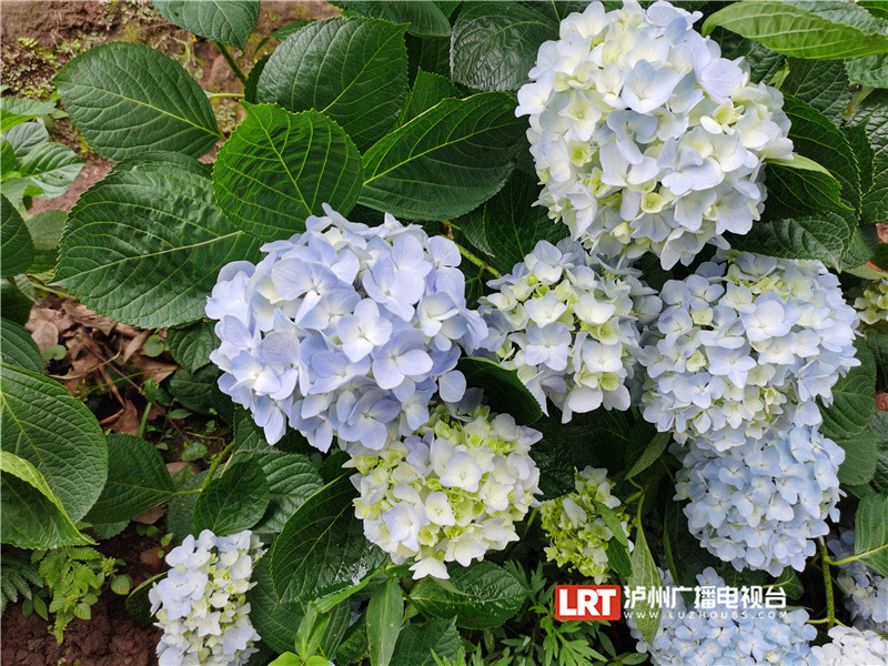 五色流苏只等闲泸州金龙寺绣球花上线