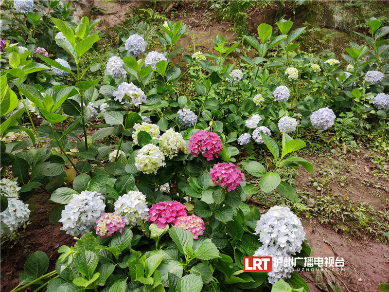 五色流苏只等闲泸州金龙寺绣球花上线