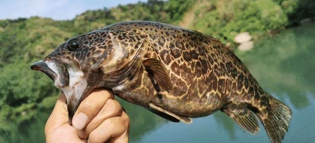 路亚鳜鱼,铅头钩搭配软饵小技巧