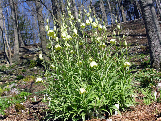 荒野维生野菜系列——浙贝母_腾讯新闻