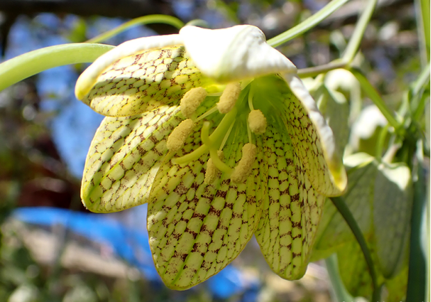 荒野维生野菜系列浙贝母