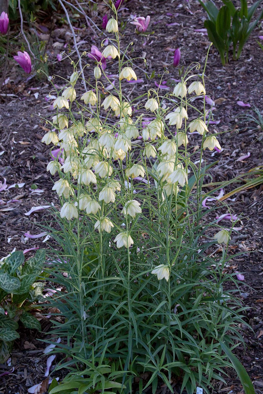 荒野维生野菜系列浙贝母
