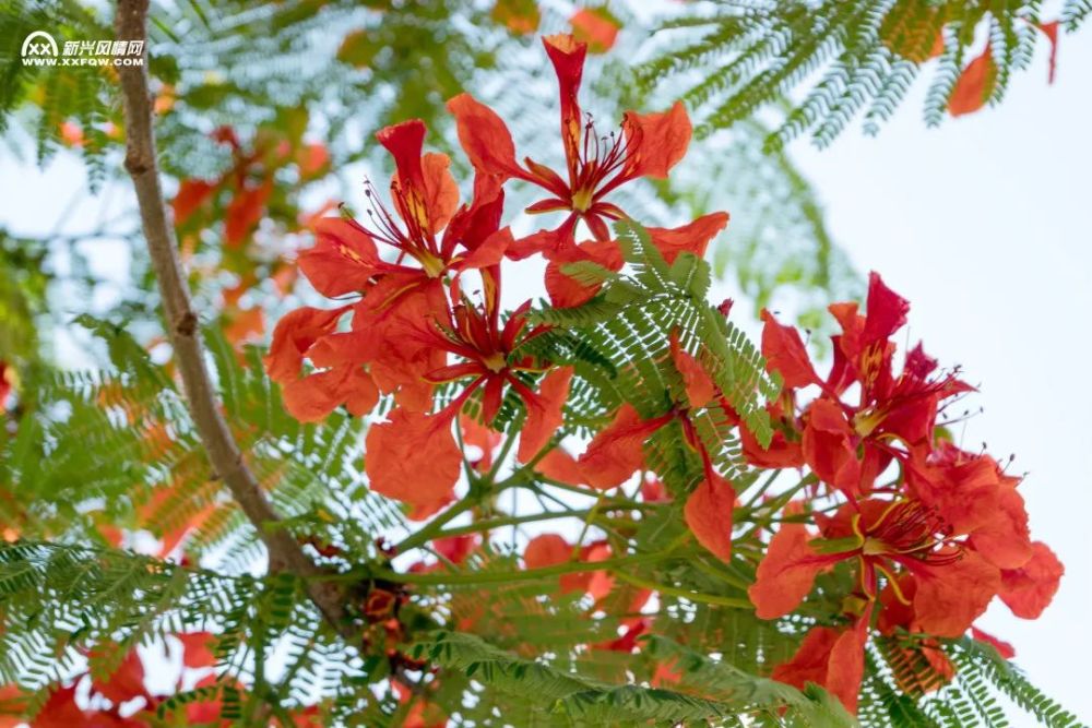 那么热情和奔放~锦簇花团红似火怒放在枝头开得极其灿烂凤凰花颜色