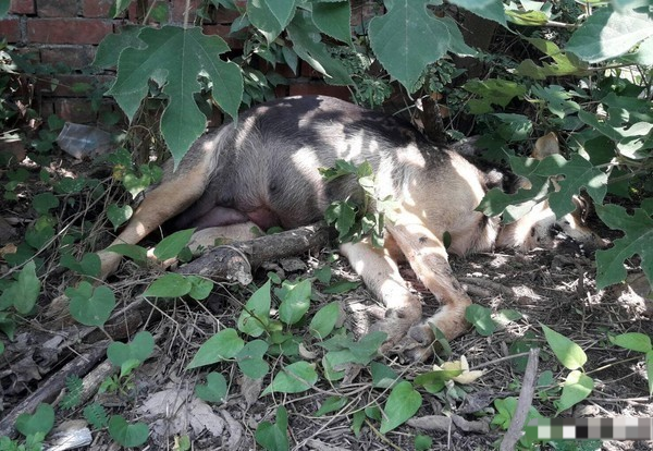 狗妈妈刚生完小狗崽就被毒死 吐血脱肛 遗留未开眼6只幼犬 腾讯新闻