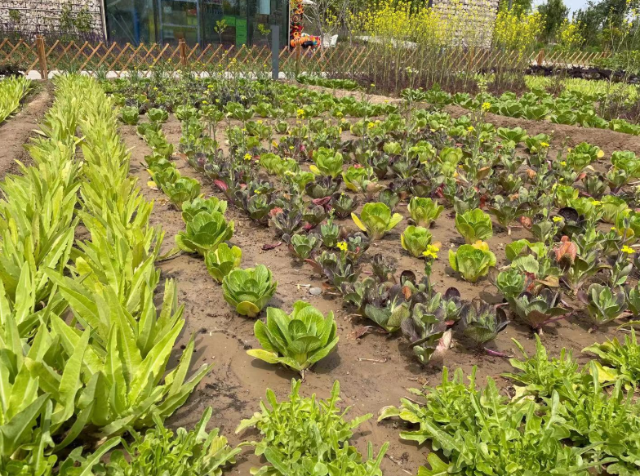 蔬菜田园进公园,一年三季皆是景