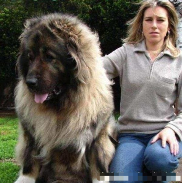 这种全球最大的"宠物狗"就是高加索犬,高加索犬作为是世界上体形最大