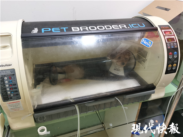 苏州一中通快递站现宠物盲盒部分猫狗死亡尸臭浓烈