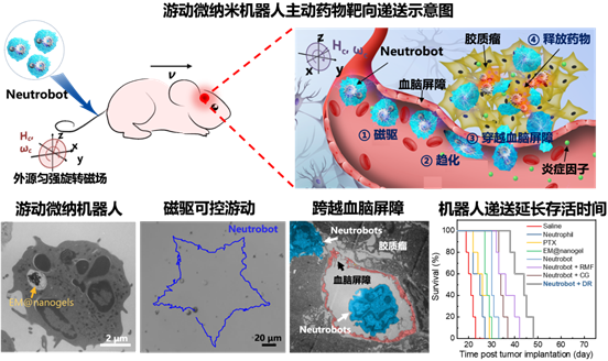 对话哈工大微纳米机器人团队首次实现主动靶向治疗脑胶质瘤