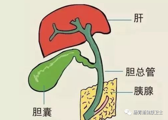 怎麼治好膽汁反流性胃炎?