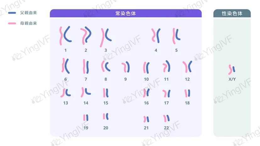 胚胎脆弱vs染色體異常40要做三代嗎英科技