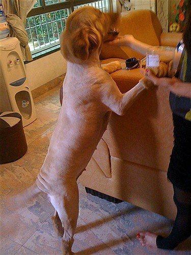 嫌天气热帮金毛剃光毛,隔天见到汪却有些心疼了:这是自闭了吗?