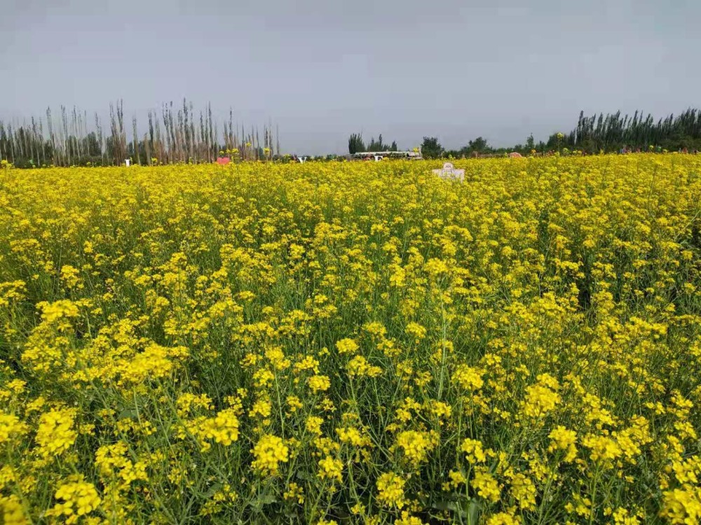 恰玛古花开黄灿灿 好风景生出"好钱景"