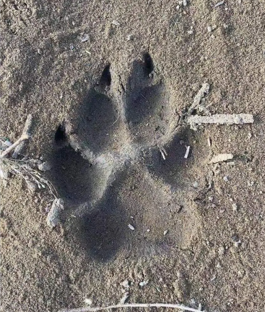 老虎豹子之后狼也来了