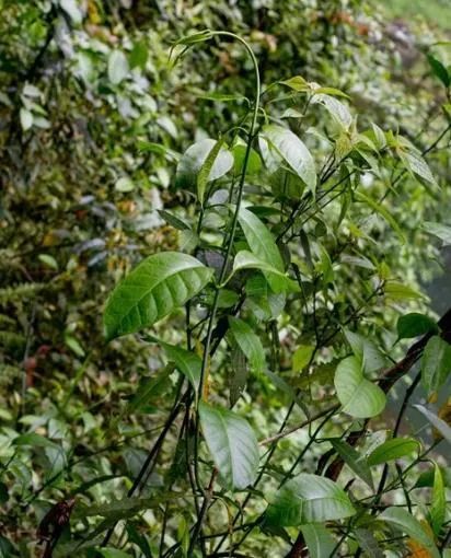 时隔20年贵州再次发现富宁藤系中国特有