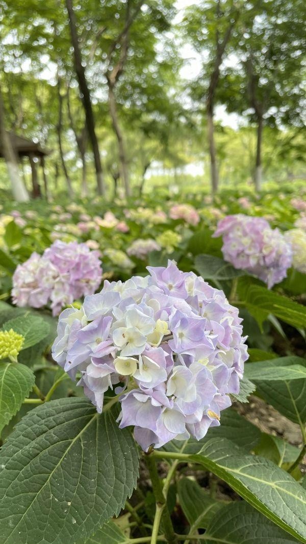 初夏时节 花中千面女郎 绣球登场 最全赏花攻略来了 腾讯网