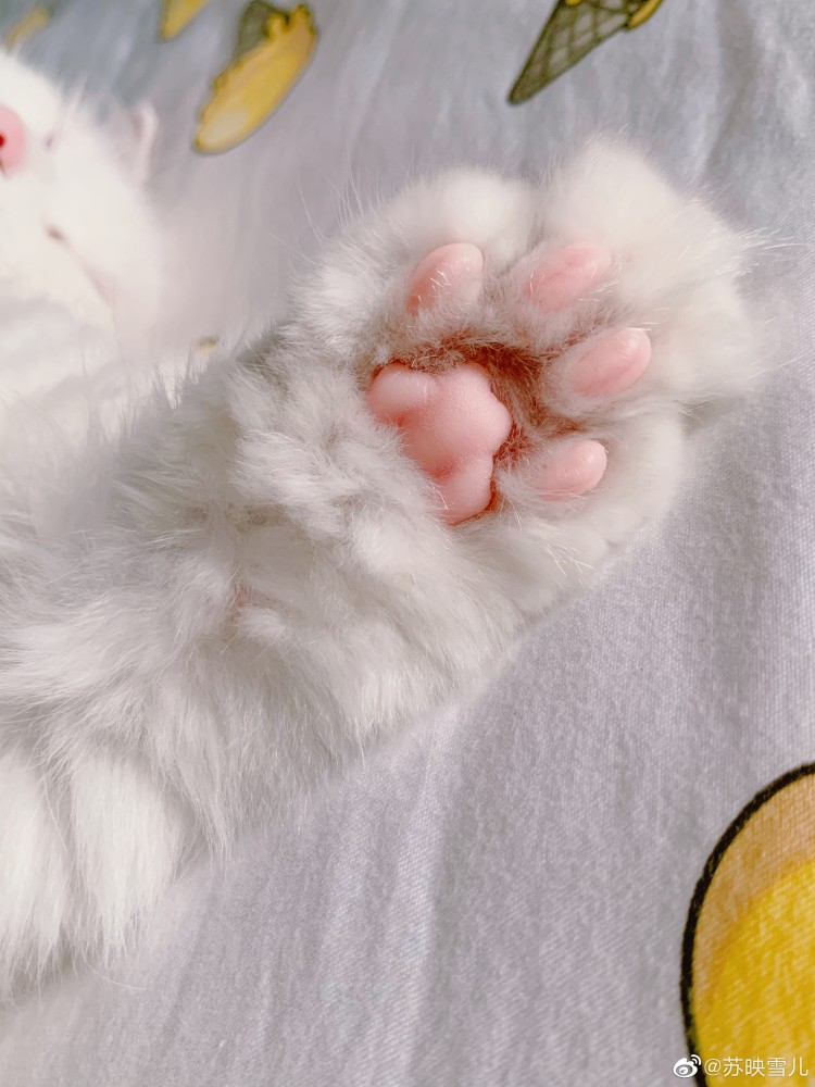 不同形状猫爪代表不同性格猫咪,你家猫咪什么性格?_腾讯新闻