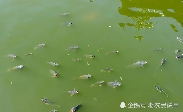 梦见臭水沟里有鳄鱼 大乌龟 蟾蜍_梦见臭水沟里有鳄鱼 大乌龟 蟾蜍_梦见臭水沟里有鳄鱼 大乌龟 蟾蜍