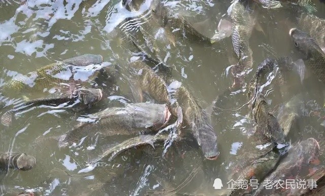 梦见臭水沟里有鳄鱼 大乌龟 蟾蜍_梦见臭水沟里有鳄鱼 大乌龟 蟾蜍_梦见臭水沟里有鳄鱼 大乌龟 蟾蜍