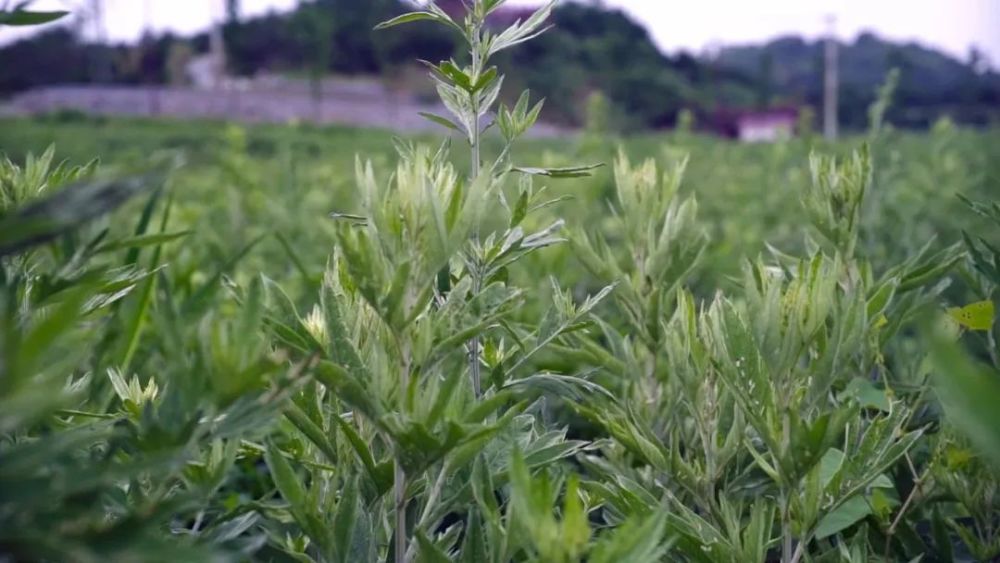 传承仲景南阳敢为天下先