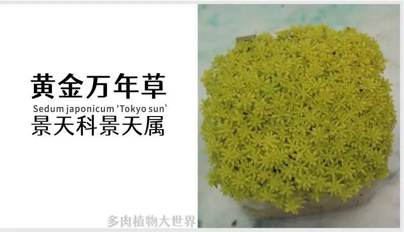 黄金万年草景天科景天属多肉植物小型种易群生护盆草系列之一