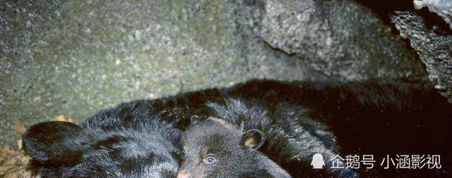 正在冬眠的狗熊 可能会被食肉动物拖出去吃掉吗 腾讯新闻