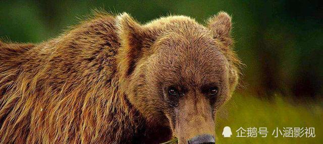 正在冬眠的狗熊 可能会被食肉动物拖出去吃掉吗 腾讯新闻