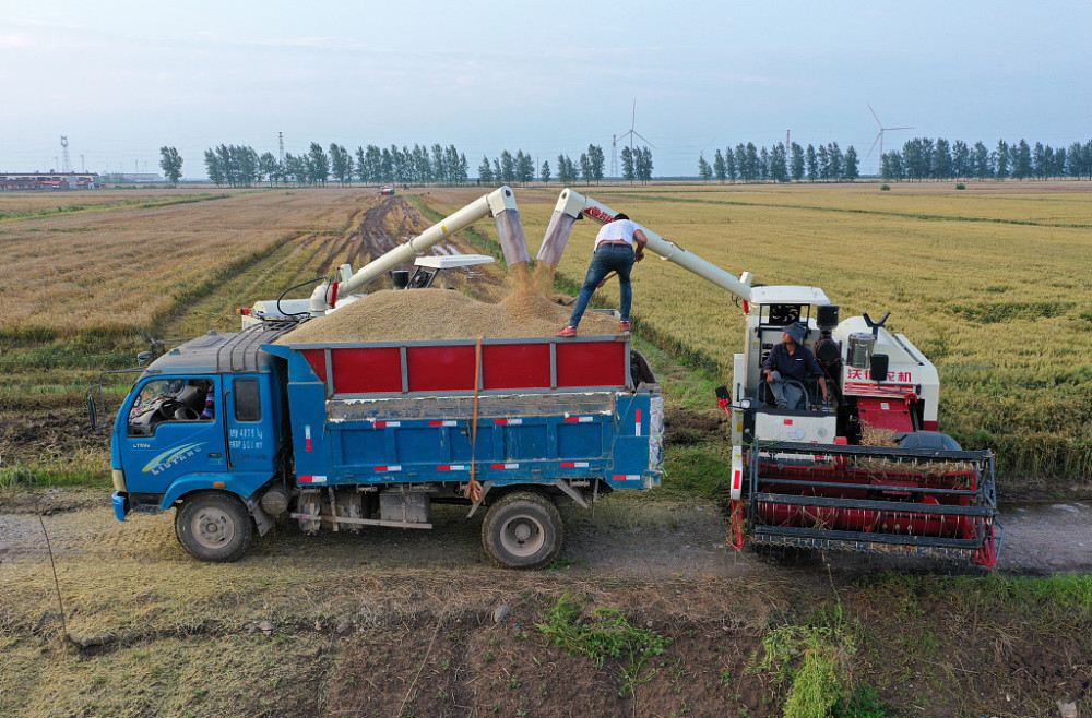 安徽安庆:农民驾驶收割机抢收小麦_腾讯新闻
