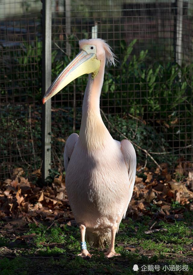 长相呆萌可爱的大头鸟看起来很有礼貌战斗力却爆表