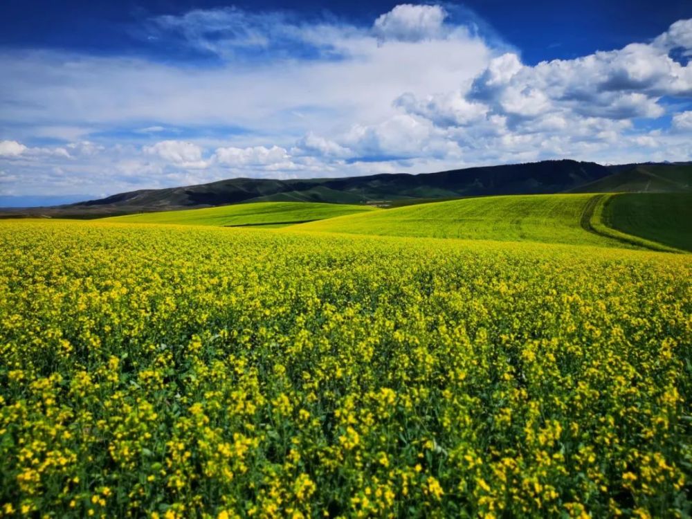 秘境特克斯塞克草原美到窒息