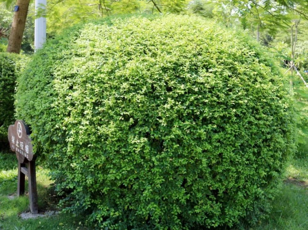 小叶女贞果实图片(小叶女贞的果实有什么作用)