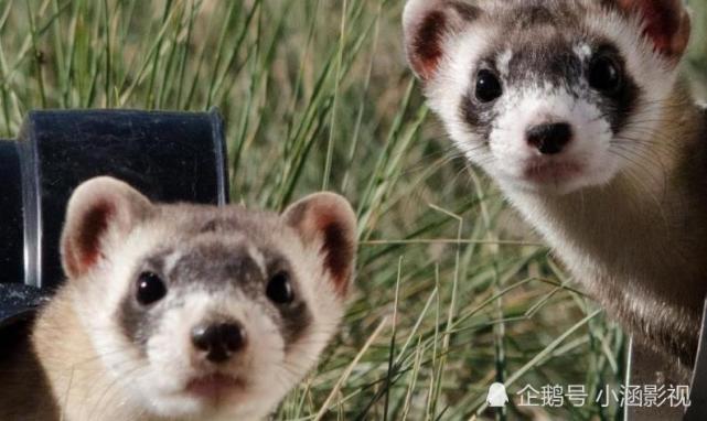 科学家首次克隆濒危动物33年前的黑足雪貂基因能够延续吗