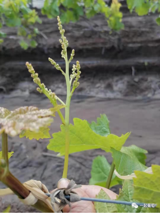 葡萄花穗弱 飞穗 没花 枝条细弱 这是咋回事 腾讯新闻