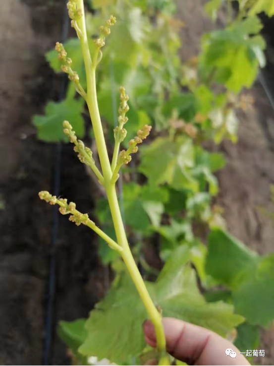 葡萄花穗弱飛穗沒花枝條細弱這是咋回事