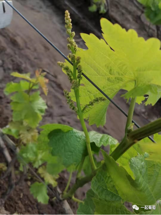 葡萄花穗弱 飞穗 没花 枝条细弱 这是咋回事 腾讯新闻