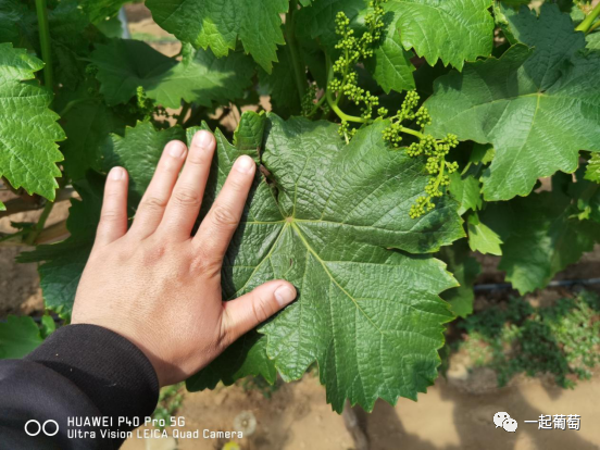 葡萄花穗弱 飞穗 没花 枝条细弱 这是咋回事 腾讯新闻