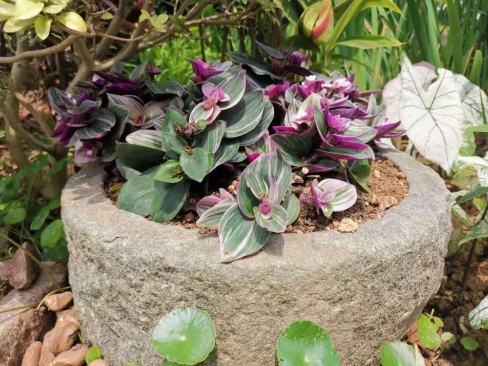 给家里的盆栽植物施肥时做好几点 不怕它们长不旺盛 腾讯新闻