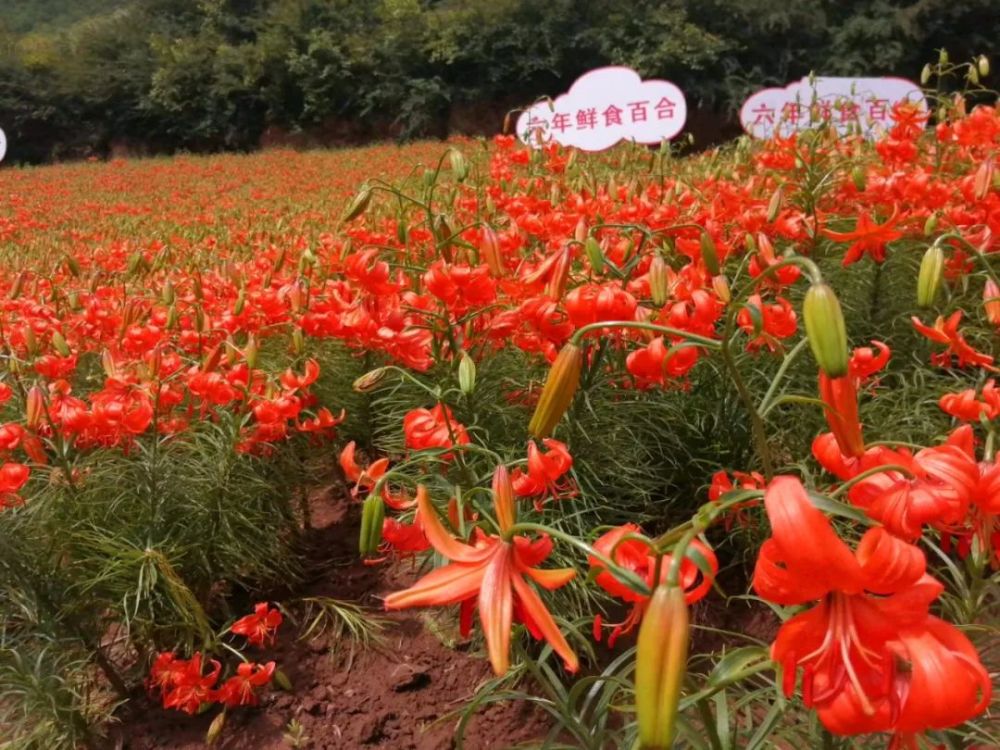 兰州百合植株图片图片