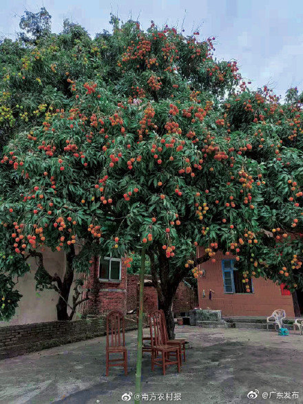 广东荔枝上市了好想吃