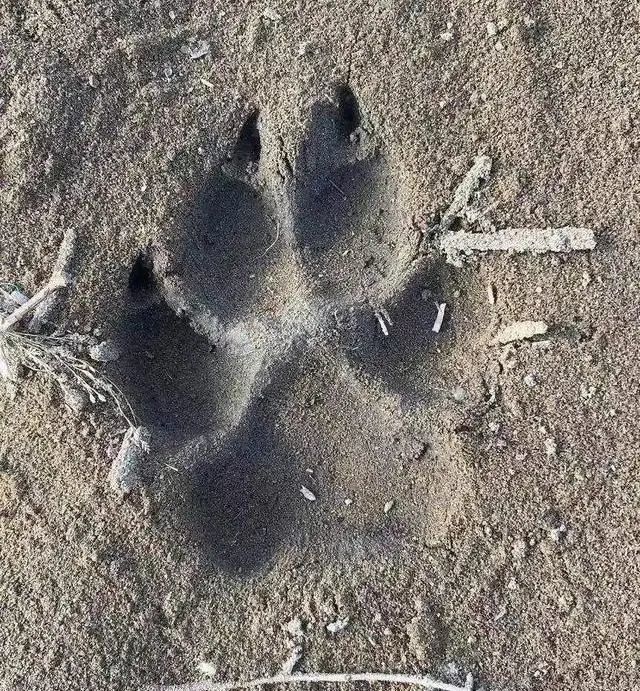 豹子还没找到,又有一处狼出没?羊和狗都被咬死