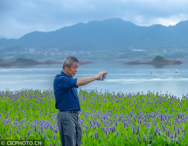 浙江淳安 亲水平台花开正艳 腾讯新闻