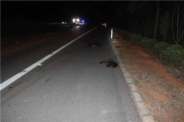 血淋淋慘慘慘背時了一輛小車撞死八隻黑山羊車頭稀巴爛