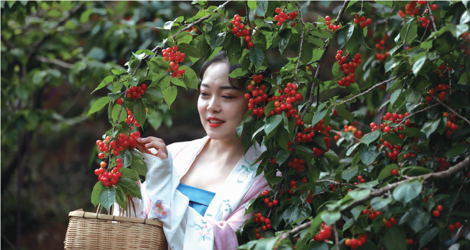 富民赤鹫樱桃产值连续10年超千万元