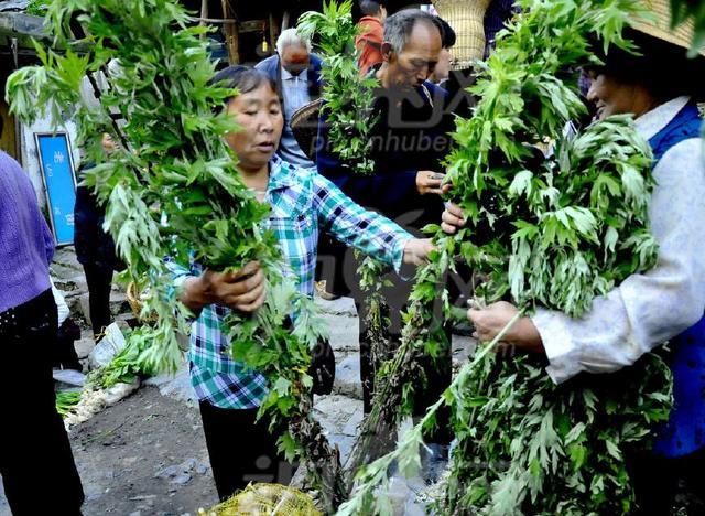 龍葵龍葵的果和葉均可入藥,有清熱解毒,活血消腫,降壓,提高免疫力等