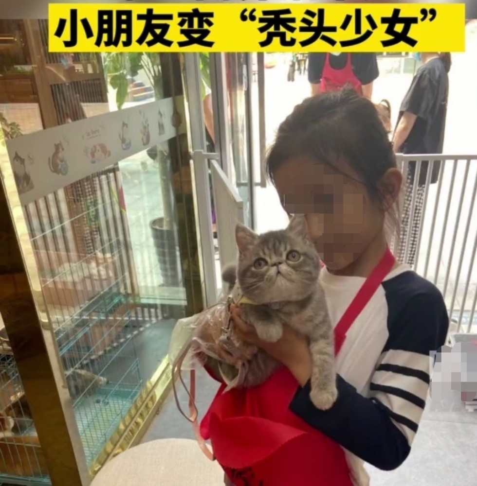 女孩养猫十天 为何头变秃 腾讯新闻
